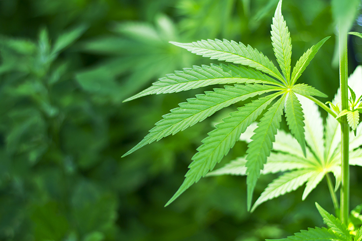 Texas' Compassionate Cultivation Starts Growing Medical Marijuana